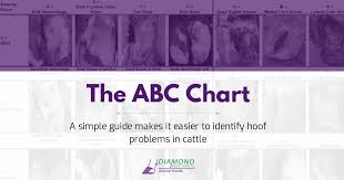 Image result for hoof disease chart for cow