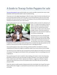 Infoteacuppuppyhome@gmail.com make an appointment with us to come and meet the teacup puppy of your dreams!!! A Guide To Teacup Yorkie Puppies For Sale By Samantha Thomas Issuu