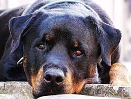 Well, it depends on the length of your dog's fur. Top 10 Best Guard Dogs For Security The Mysterious World