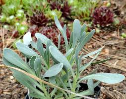 Image result for Hertia