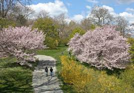 Arnold arboretum of harvard university. About Us Arnold Arboretum Arnold Arboretum
