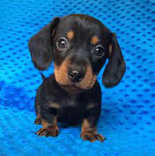 We are located in north alabama. Dk Doxies Home Facebook