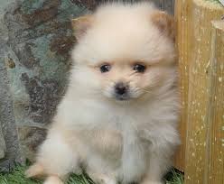 Check spelling or type a new query. Todo Sobre El Pomerania Perro Shop
