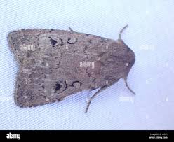 Image result for Graphiphora augur