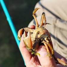 Comment Reconnaitre Un Crabe Fille Et Crabe Garcon Le Ventre En Forme De Triangle C Est Un Male Et En Forme D Ovale Une Femel Camargue Crabe Blog Food