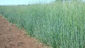 How should i take it? Wheatgrass Slender Oregon Wholesale Seed Company