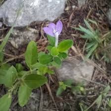 Image result for Justicia phyllostachys