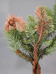 They're found in the northern temperate and boreal (taiga) regions of north america. Spruce Picea Spp Tip Blight Pacific Northwest Pest Management Handbooks