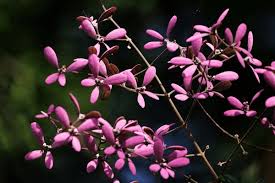 Image result for Congea