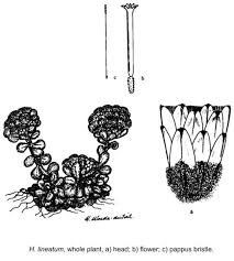 Image result for Helichrysum lineare