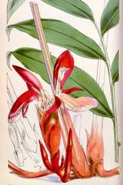 Image result for Aframomum angustifolium