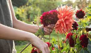 It's much easier than i thought and by far the cheapest perennial flowering plants are just about gone from the stores, now. Plant Deals Where To Buy The Cheapest Plant And Seed Bundles Online Express Co Uk