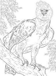 Print out animal pages/information sheets to color. Harpy Eagles Coloring Pages Print This Print This Download Picture Adinserter Block 1 Owl Coloring Pages Witch Coloring Pages Cartoon Coloring Pages