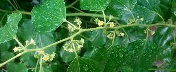 Image result for Colubrina asiatica