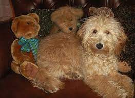 Everyone Always Says Our Girls Look Like Stuffed Animals Golden Doodle Dog Goldendoodle Puppy Care