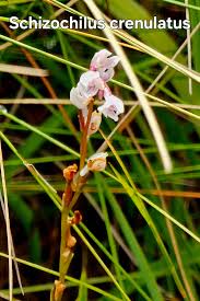 Image result for Schizochilus