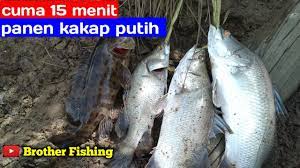 Entdecke rezepte, einrichtungsideen, stilinterpretationen und andere ideen zum ausprobieren. Mancing Kakap Putih Cuma 15menit Youtube