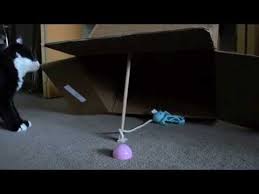 Cat Falls For An Obvious Cardboard Box Trap Cat Traps Catch The Cat Crazy Cats