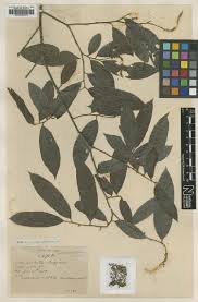 Image result for Antidesma membranaceum