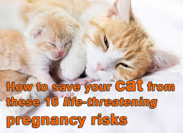 If your cat is panting for no apparent reason, after playing would be a my cat does it every time she is in the car. How To Save Your Cat From These 16 Life Threatening Pregnancy Risks Thecatsite Articles