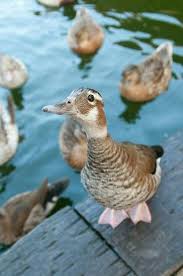 Epingle Par Eagleeyechloe Sur Canard Animaux Royaume Des Animaux