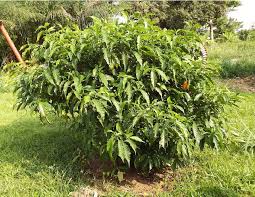 Image result for Tabernanthe elliptica