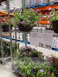 Maybe you would like to learn more about one of these? Costco Garden Centre Laptrinhx News