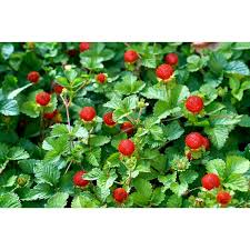 Image result for Duchesnea indica