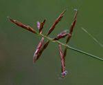 Image result for Cyperus distans