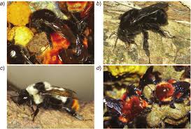 Image result for Bombus wurflenii