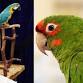 St. Augustine Bird Expo