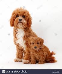 Often used as therapy dogs, these loving puppies bond closely with their owners and love to cuddle and play. Cavapoo Adults Pictures Google Search Cavapoo Puppies Cavapoo Puppy Pictures