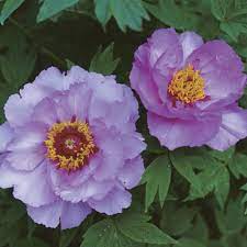 Intersectional peonies, which die back to the ground when winter comes, can be hardier than tree peonies and are more tolerant of heat and humidity. Tree Peonies Blossom In Dappled Shade Finegardening