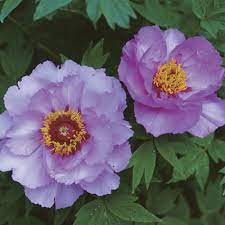 We did not find results for: Tree Peonies Blossom In Dappled Shade Finegardening