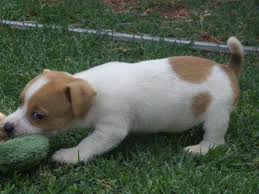 Get free access to 38.000 dog names, learn how to find the perfect name for your puppy and take a look at our puppy preparation training. Male And Female Jack Russell Pup Fairways Jack Russell Puppies Dog Breeders Gallery 106728
