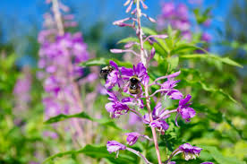 Bees love to live in urban settings where there are short flight paths and a variety of different plants and flowers to sample just as much as they love the country 5. For The Love Of Wild Bees The Alberta Wildfire Blog