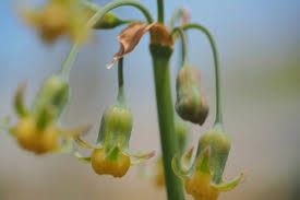 Image result for Tulbaghia cameronii