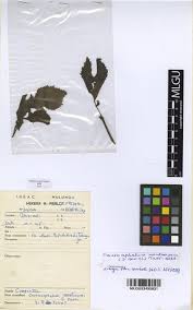 Image result for Crassocephalum montuosum