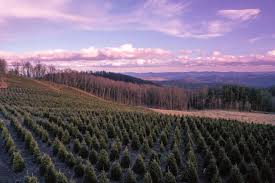 Image result for tbn:0PJB32OL7JwfOM::farm4.static.flickr.com/3324/3329876139_f2d551139f.jpg