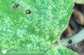 We did not find results for: How To Control Flea Beetles In The Organic Garden Get Busy Gardening