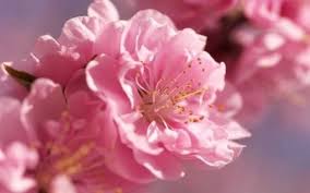 Carnation is a delicate, durable and beautiful flower, and its history dates to the days of the greeks and the romans. The 10 Most Beautiful Flowers In The World With Outstanding Pictures Sakura Flower Most Beautiful Flowers Spring Flowers