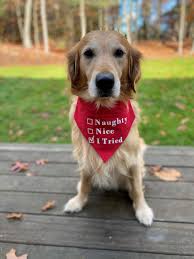 Naughty Nice I Tried Dog Bandana Dog Scarf Cat Scarf Etsy Dog Bandana Dog Scarfs Pet Scarf