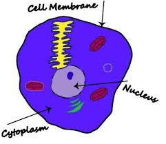 You can make it as you upcoming science fair projects. Animal Cell Diagram