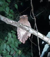 Отметок «нравится», 424 комментариев — wildlife planet (@wildlifeplanet) в instagram: Details Large Frogmouth Birdguides