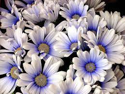 If your girlfriend mention she likes (or dislikes) a certain type of flower, make a mental note or write it down. Girl S Favorite Flowers Flowers For Girlfriend