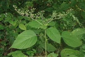 Image result for Laportea ovalifolia