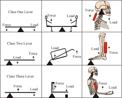B6eb51dc5b81d4af52aeb78c8ca32d7c Gif 520 416 Biomechanics Study Biomechanics Learn Physics
