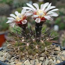 Image result for Gymnosporia oxycarpa