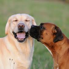 Pin On Pets For The Love Of Dog