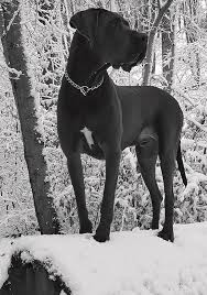 Beautiful Great Dane by Manuel Stubenrauch